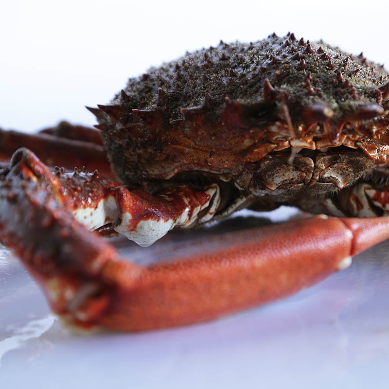 Buy Spider Crab Male | Mariskito