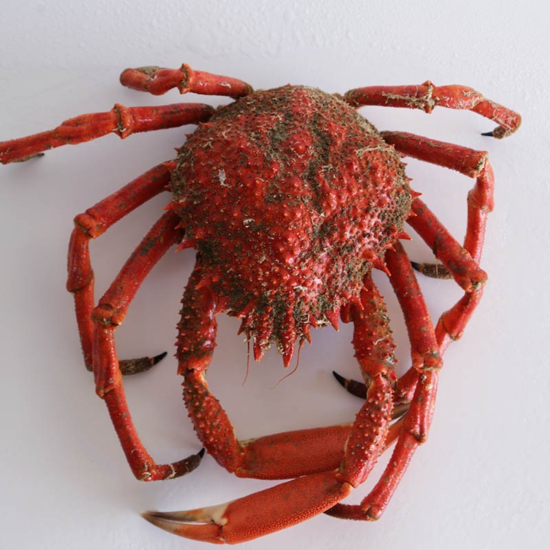 Buy Spider Crab Male | Mariskito