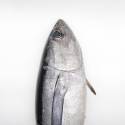 Bonito del norte tuna