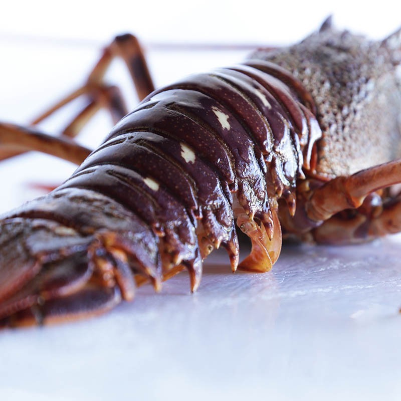 Buy Red Lobster fresh seafood home delivery