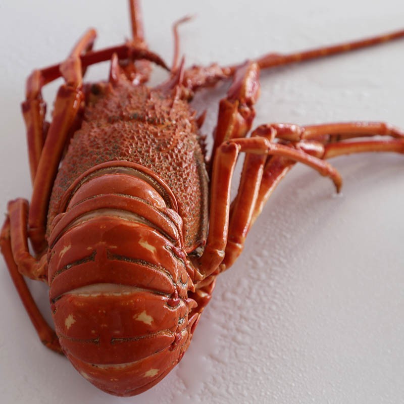 Buy Red Lobster fresh seafood home delivery