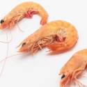 Gamba Selvagem