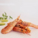 Gamba austral