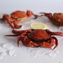 Large velvet crab