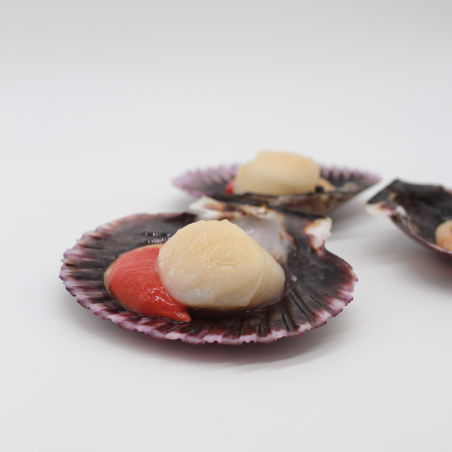 Pacific Scallop