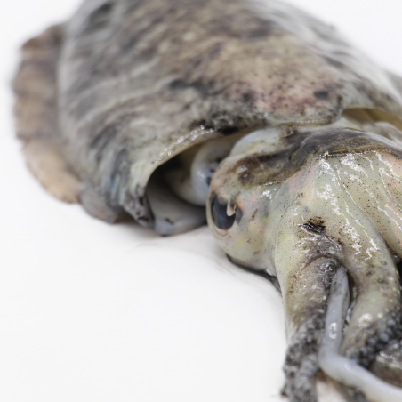 Estuary cuttlefish