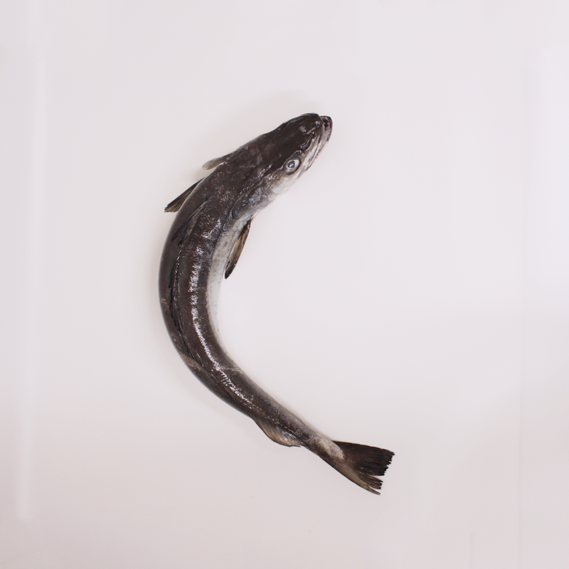 Merluza de pincho 2/3