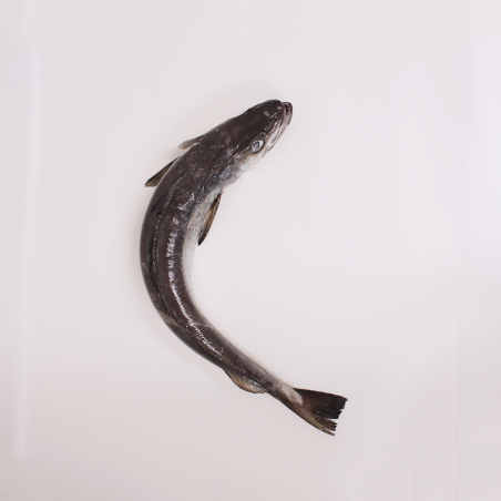 Hook-fished hake 2/3