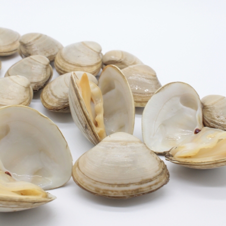 Surf clam