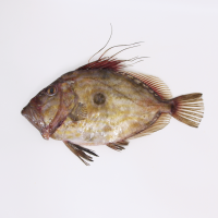 John Dory