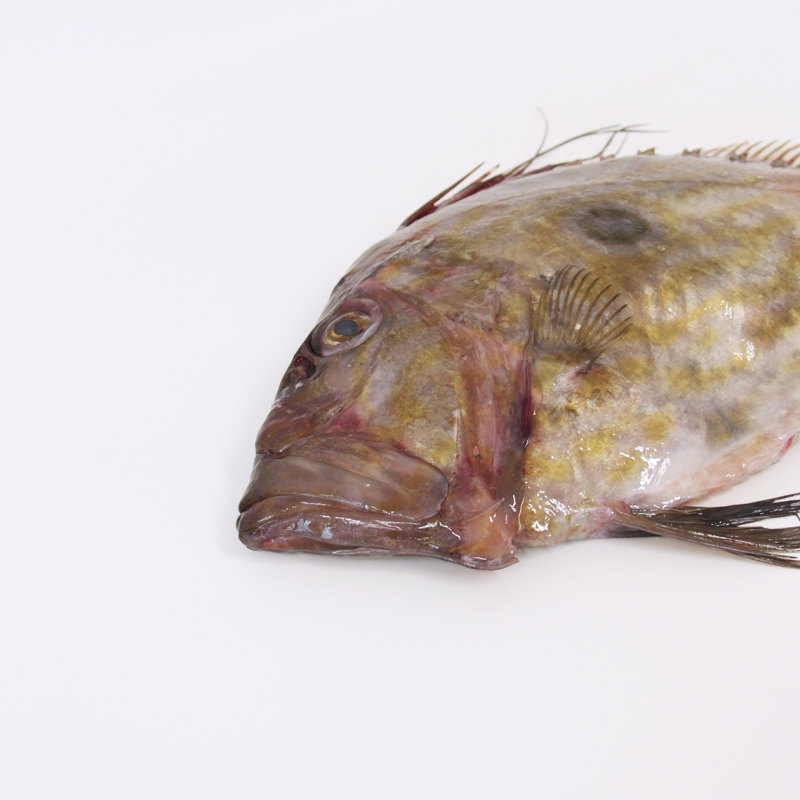 Buy fresh John Dory online Fresh fish home delivery