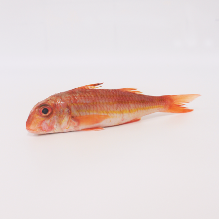 Red Mullet