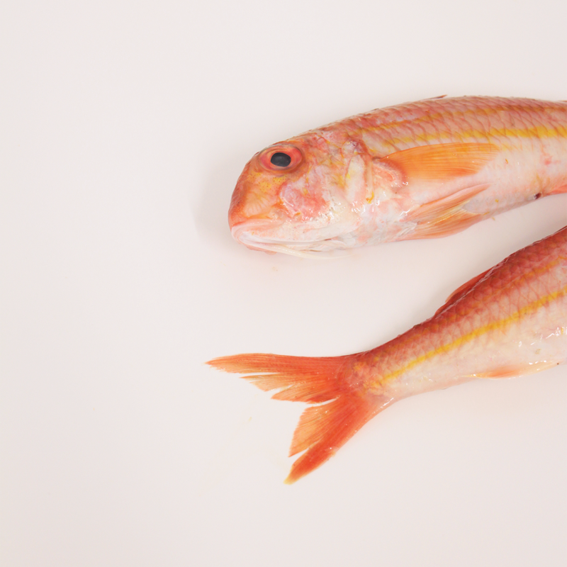 Red Mullet