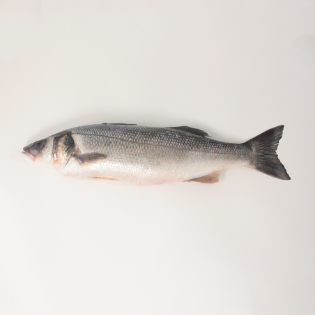 Wild sea bass 1.5 kg