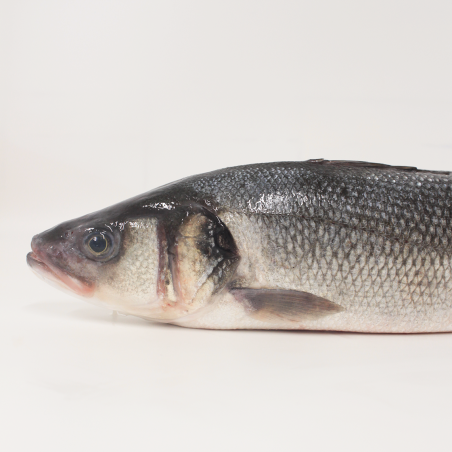 Wild sea bass 1.5 kg