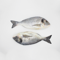 Gilt-head bream