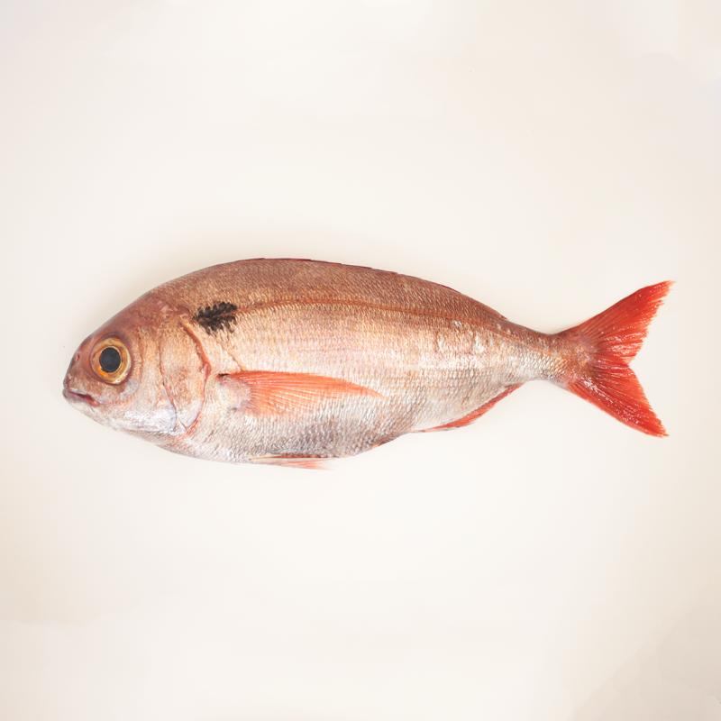 Buy red seabream online Fresh fish home delivery