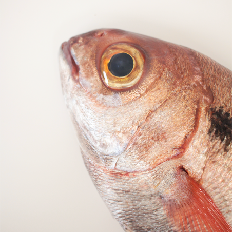 Red seabream