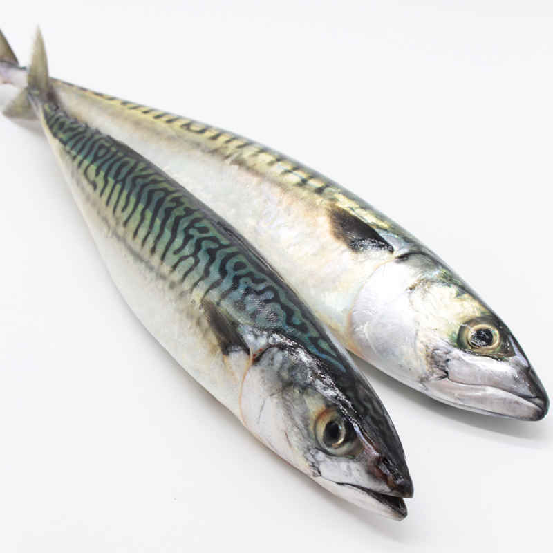 Mackerel