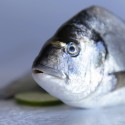 Wild gilthead seabream