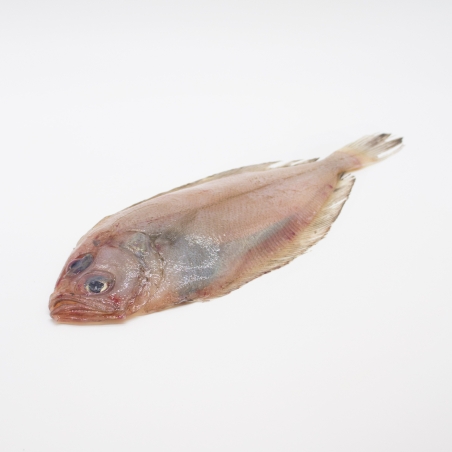 Peixe galo médio