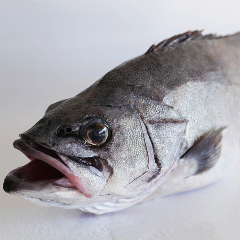 Buy fresh grouper Fresh fish delivery