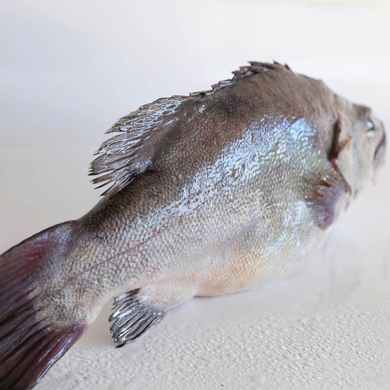 Buy fresh grouper Fresh fish delivery