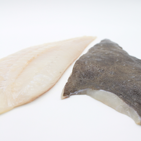 Large wild turbot