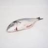 Wild gilthead seabream
