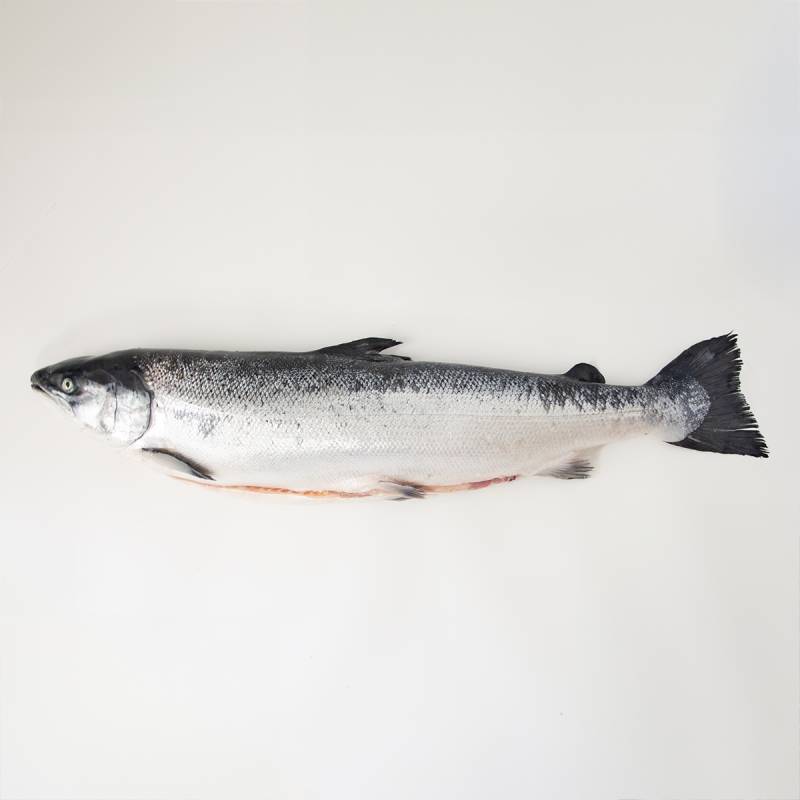 Salmão