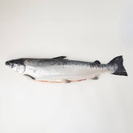 Salmão