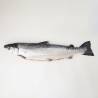 Salmão