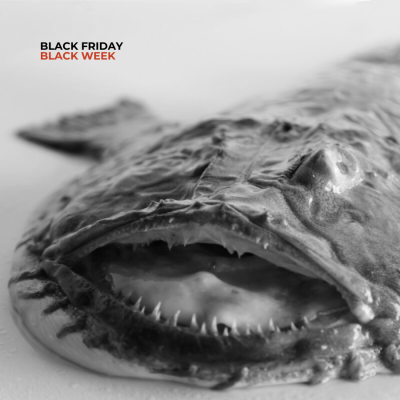 Black-bellied monkfish