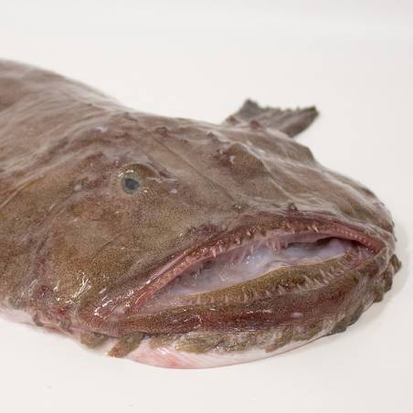 Black-bellied monkfish
