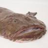 Black-bellied monkfish