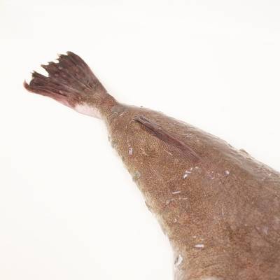 Black-bellied monkfish tail