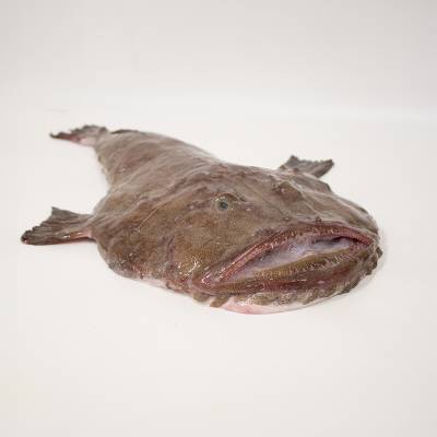 Black-bellied monkfish