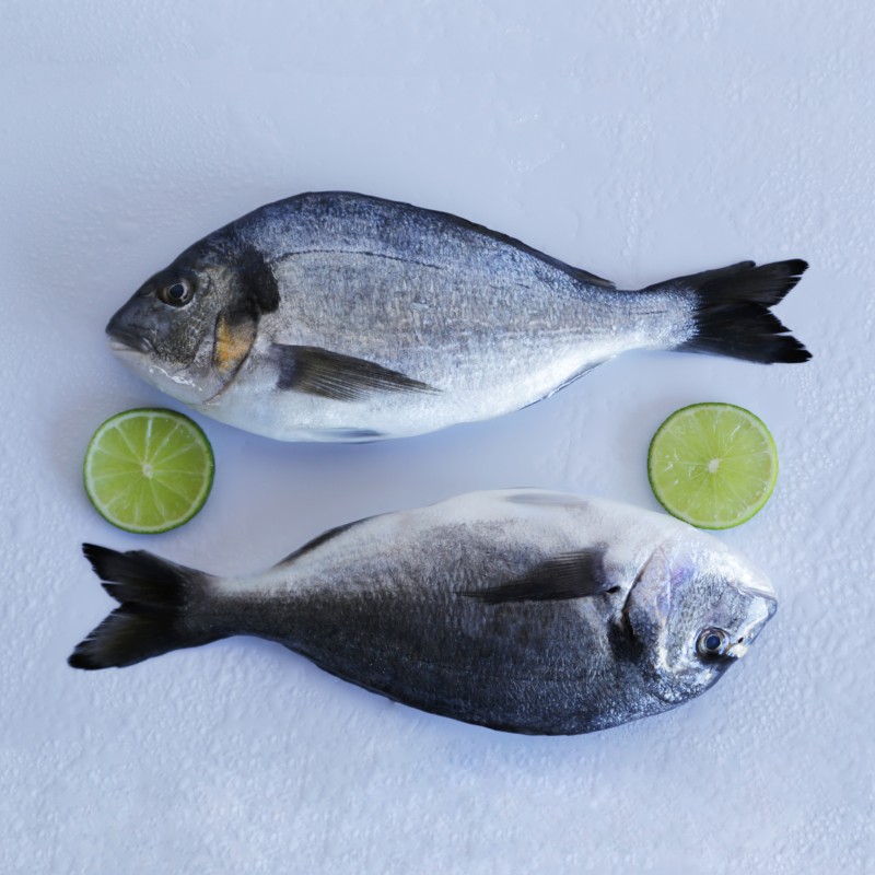 Buy Wild Gilthead Seabream | mariskito