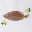 Peixe galo grande