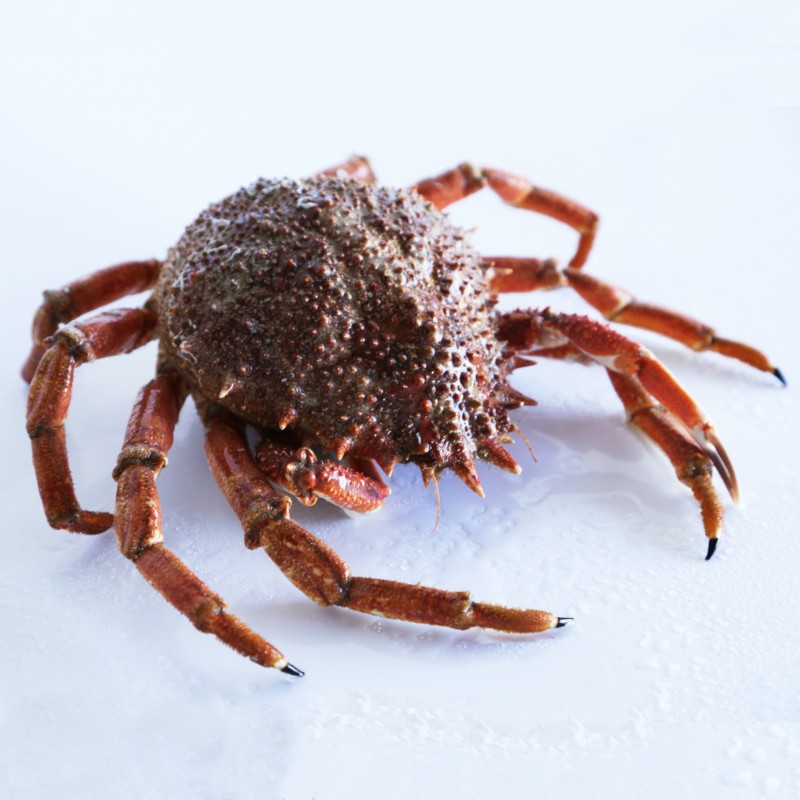 Buy Spider crab fresh seafood home delivery