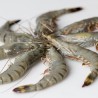 Langostino BIO