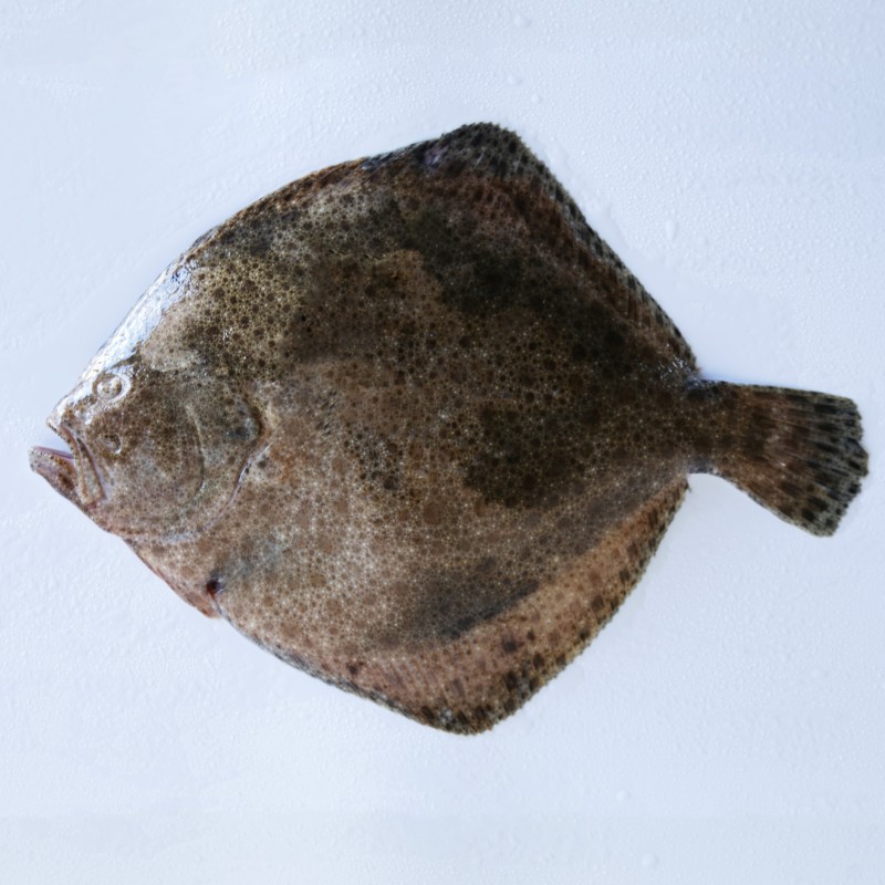 Buy wild caught turbot online (large) - Fresh fish home delivery