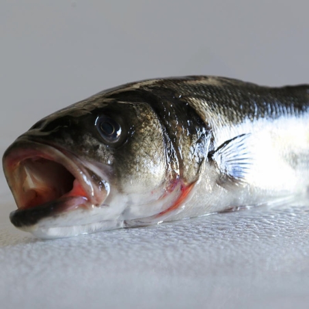 Wild European Seabass 3kg