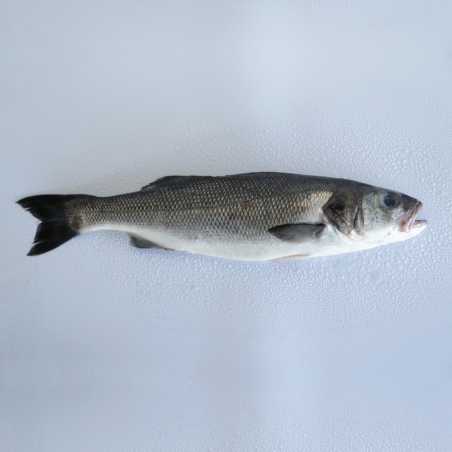 Wild European Seabass 3kg