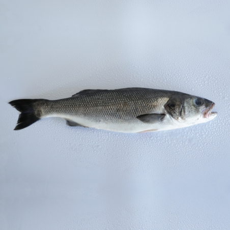 Wild sea bass 1 kg