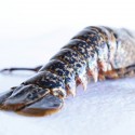 Blue clawed lobster