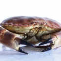 Brown Crab