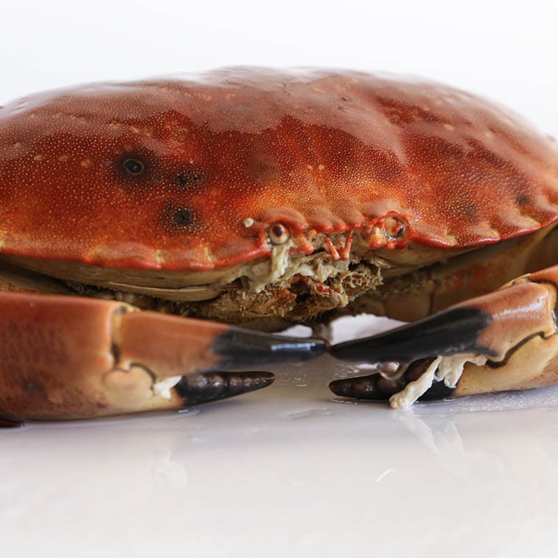 Buy Brown Crab | Mariskito