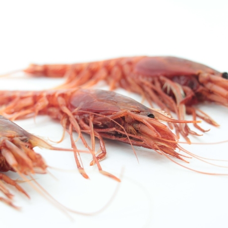 Langostino Austral