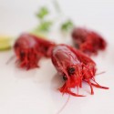Scarlet prawns